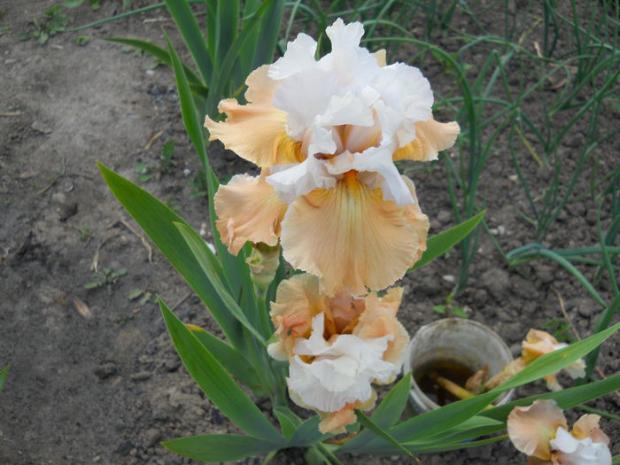 DSCN0217
