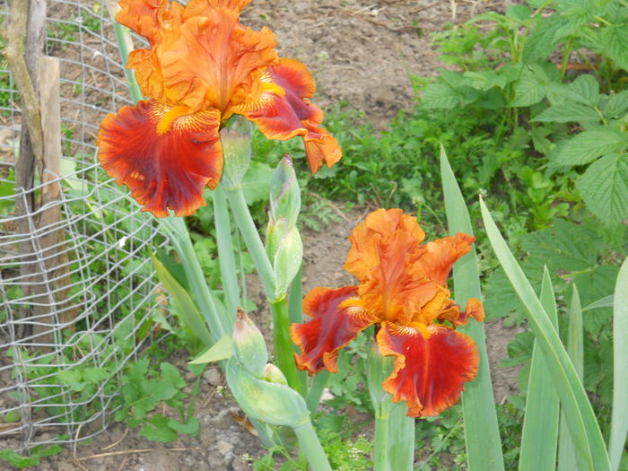 Fanfaron