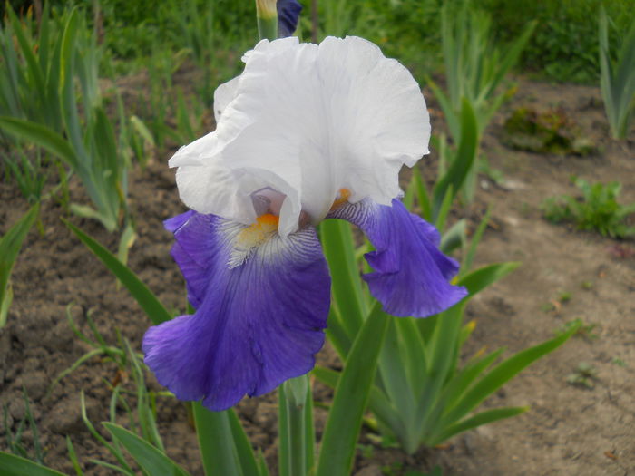 DSCN0229