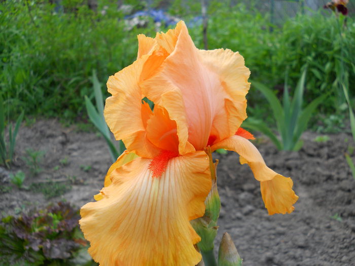 DSCN0230