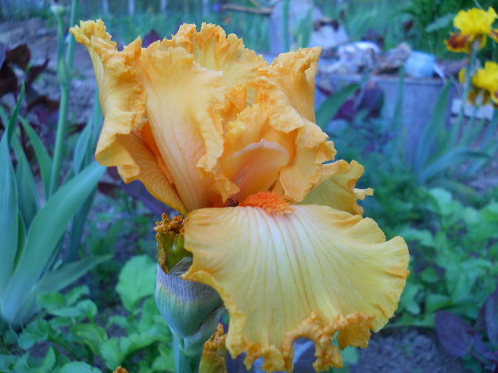 DSCN0233