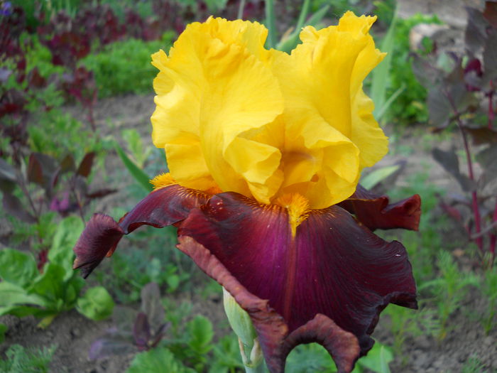 DSCN0234
