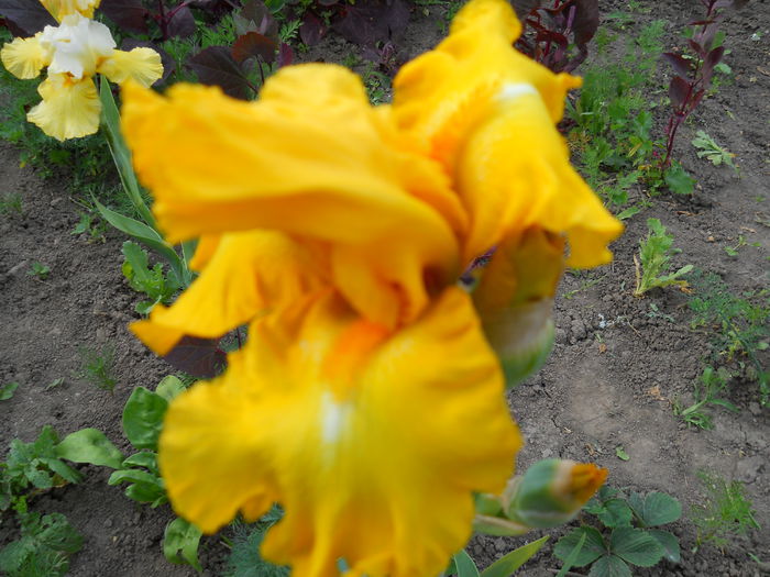 DSCN0237