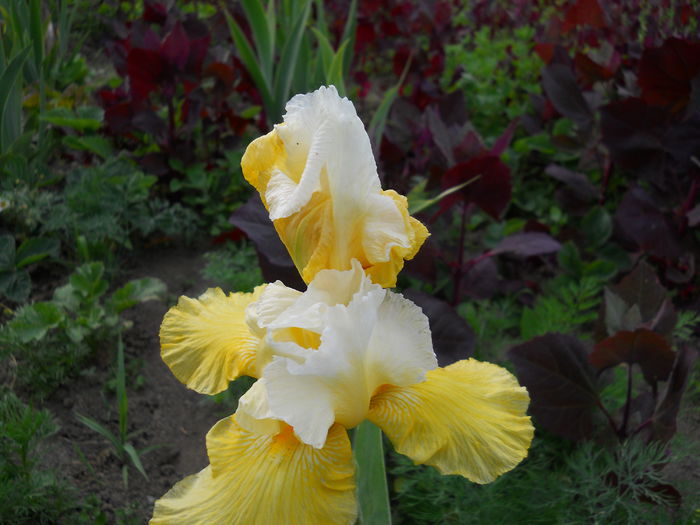 DSCN0238