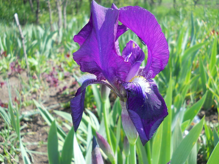 Iris Van Gogh