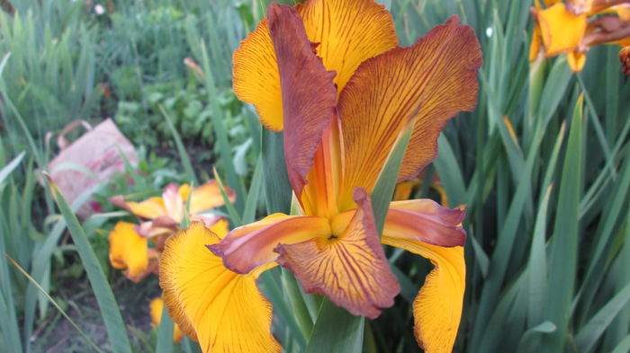 Iris spuria maron