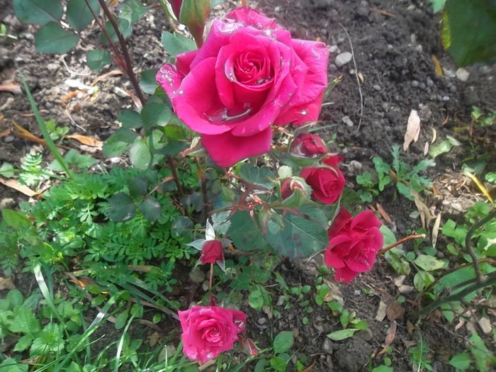 mini - trandafiri 2014