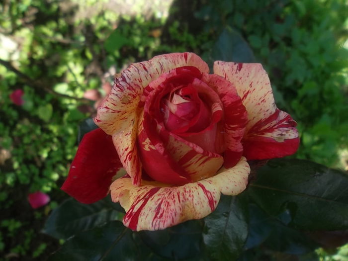 broceliande - trandafiri 2014