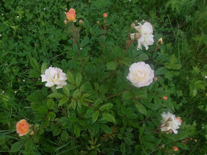 ghislaine de feligolde - trandafiri 2014