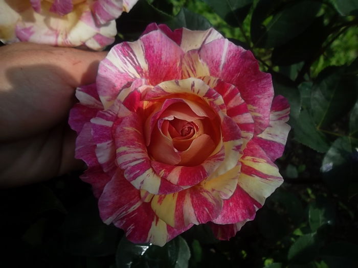 maurice utillo - trandafiri 2014