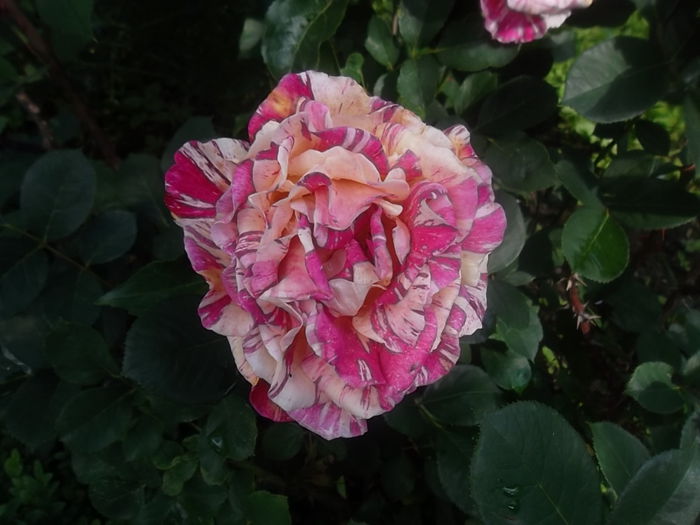 m. utrillo - trandafiri 2014