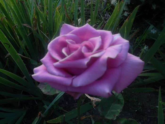 eminence - trandafiri 2014
