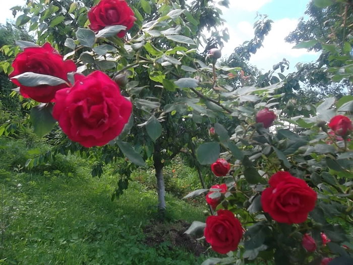  - trandafiri 2014