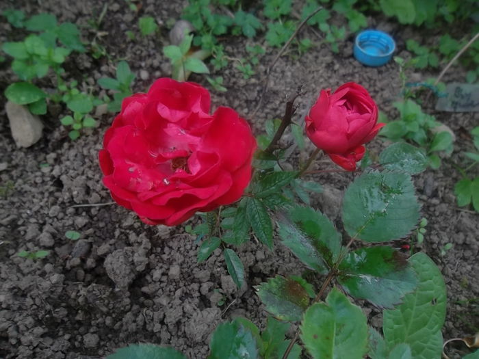 red morsdaq - trandafiri 2014