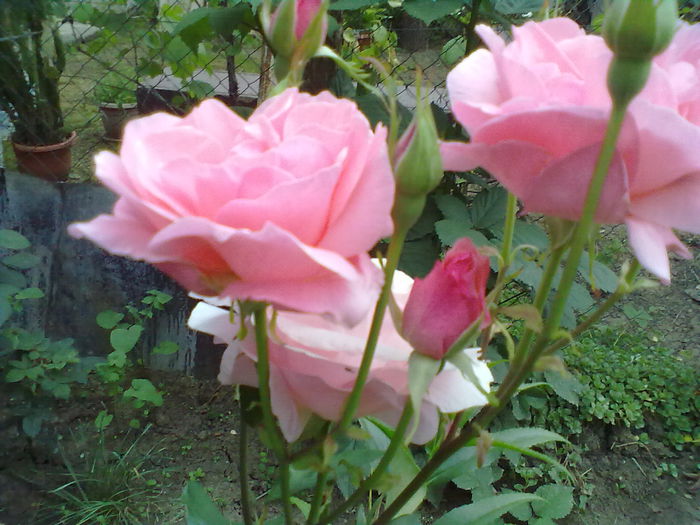  - Trandafiri si Flori 2014
