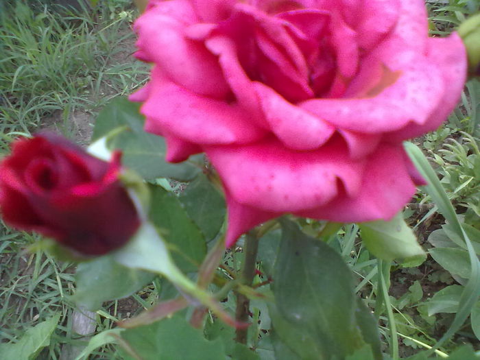  - Trandafiri si Flori 2014