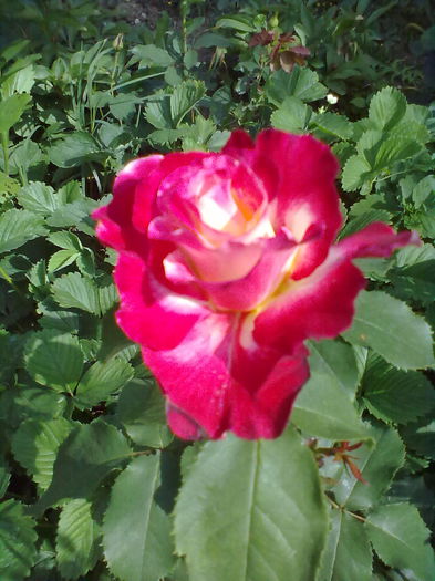  - trandafiri in doua  culori