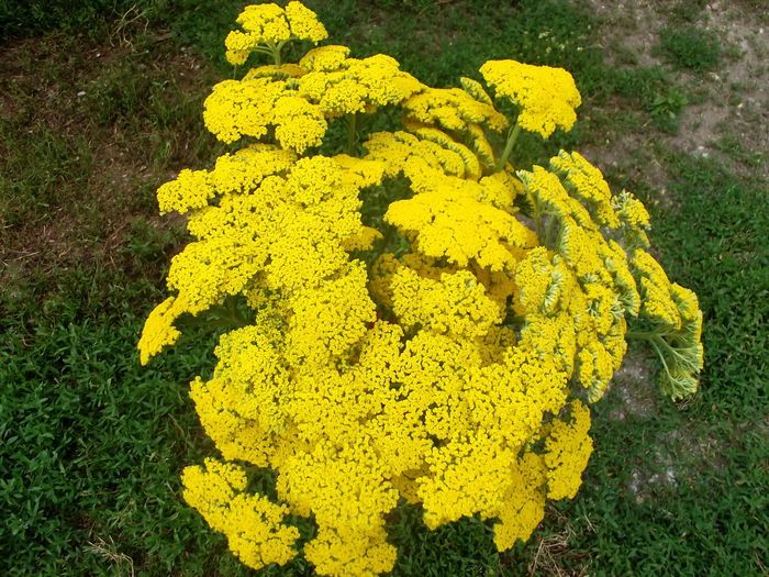 coada soricelului galben - flori