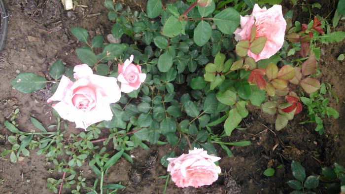 DSC_0158 - TRANDAFIRI 2014 II