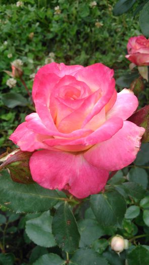 DSC_0159 - TRANDAFIRI 2014 II