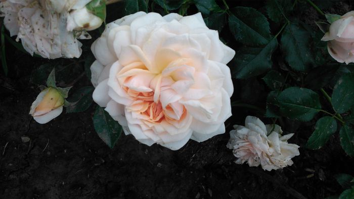 DSC_0160 - TRANDAFIRI 2014 II