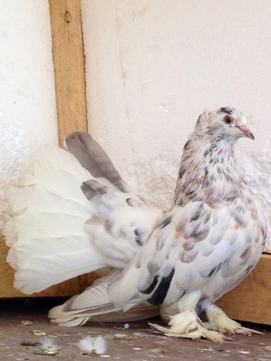 Femela 2013.   I; Ela 2012
