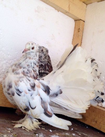 image - VOLTATI INDIENI PENTRU 2023