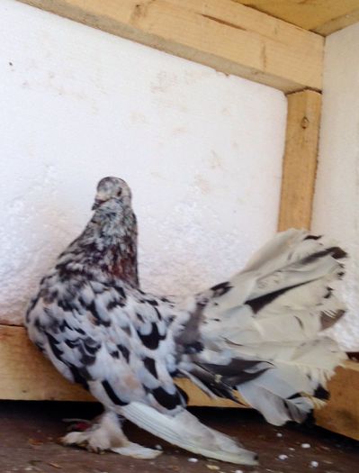 Mascul 2012. I - VOLTATI INDIENI PENTRU 2023