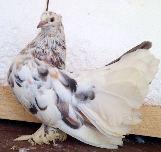 image - VOLTATI INDIENI PENTRU 2023