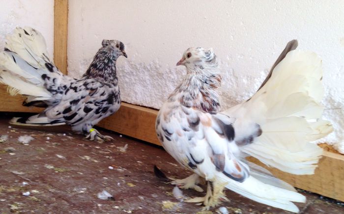 Pereche - VOLTATI INDIENI PENTRU 2023