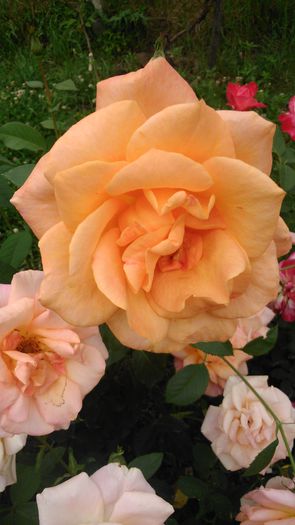 DSC_0192 - TRANDAFIRI 2014 II