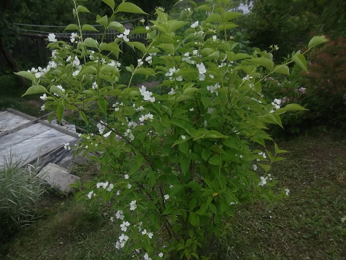 - arbusti ornamentali 2014