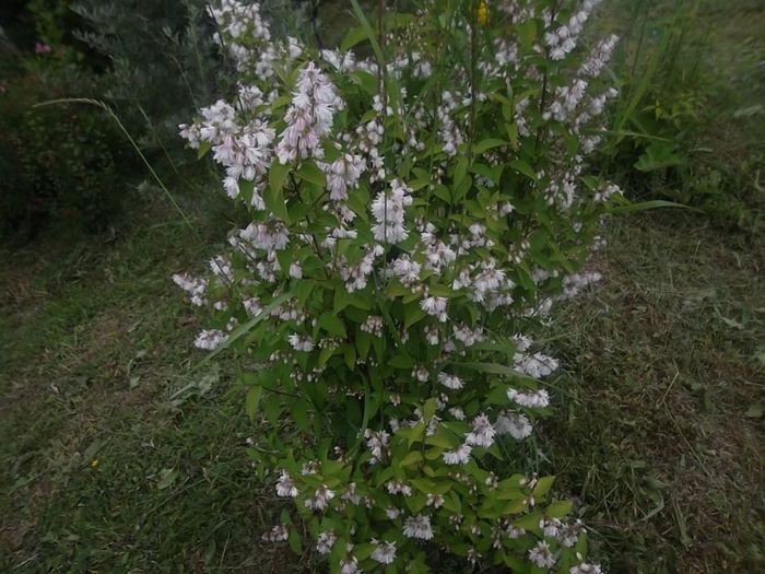 deutzia - arbusti ornamentali 2014