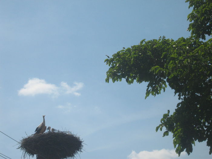 in natura 100