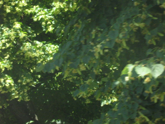 in natura 018 - Natura cu frumusetile ei