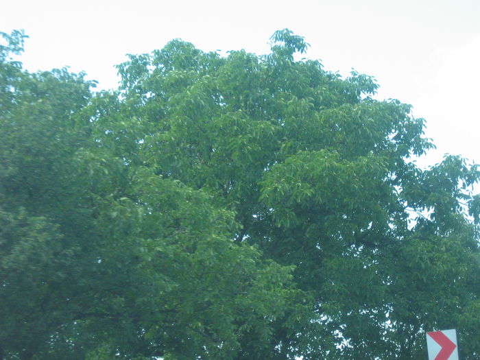 in natura 022