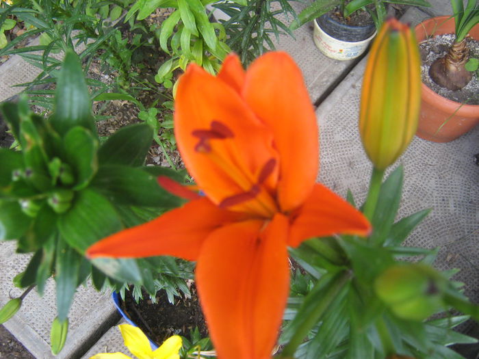 crini pitici Tailor Made 001