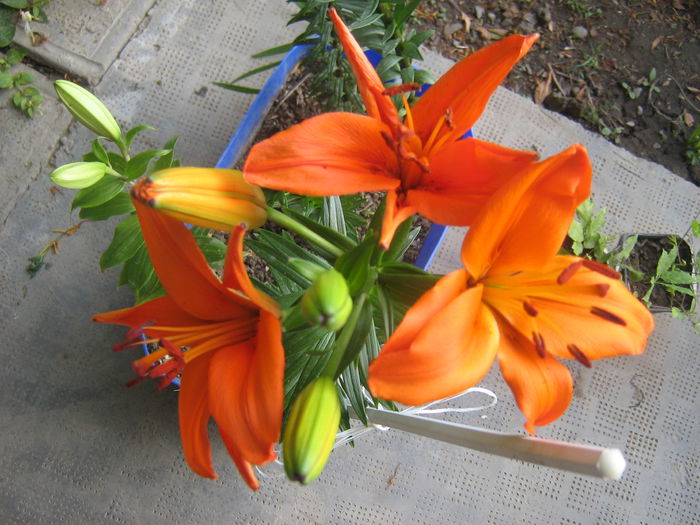 crini pitici Tailor Made 003