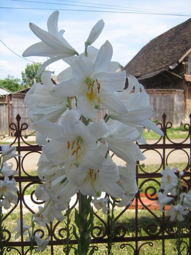 lilium candidum - lilium candidum