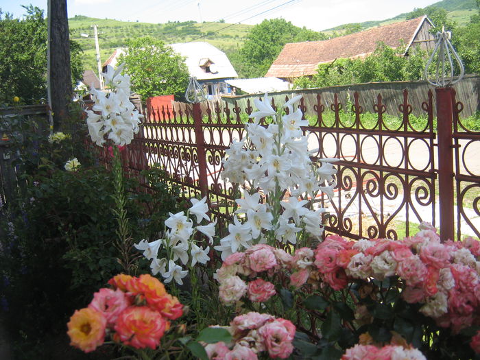 lilium candidum - crini de gradina