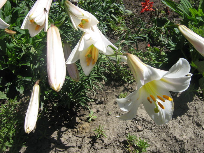 parfum regal 012 - crini de gradina