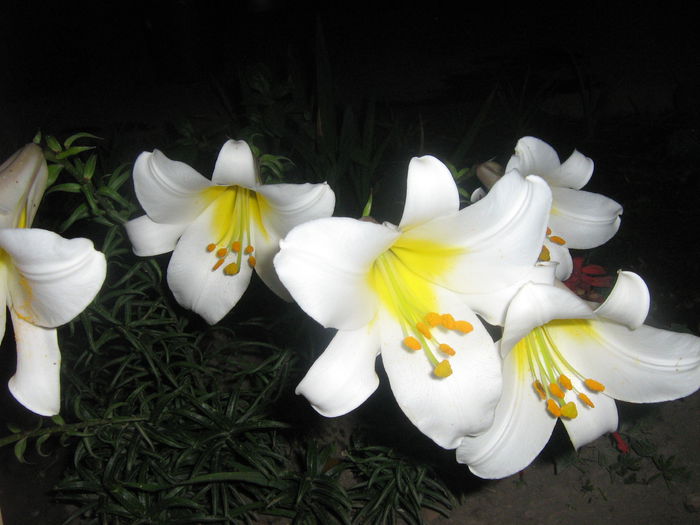 lilium regal 013 - crini de gradina