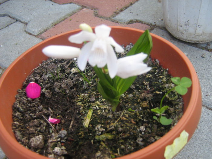 bletilla striata alba - orhidee