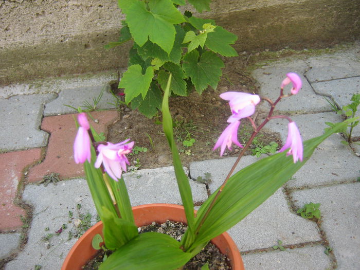 bletilla striata roz - orhidee