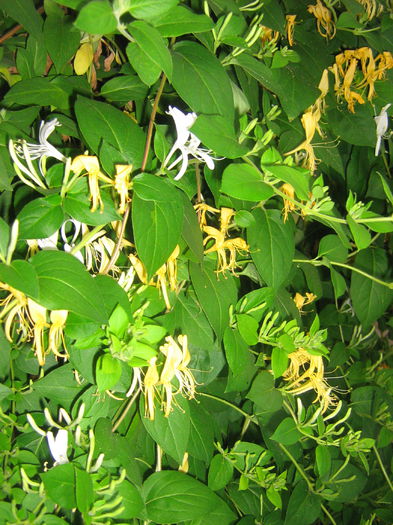 lonicera japonica