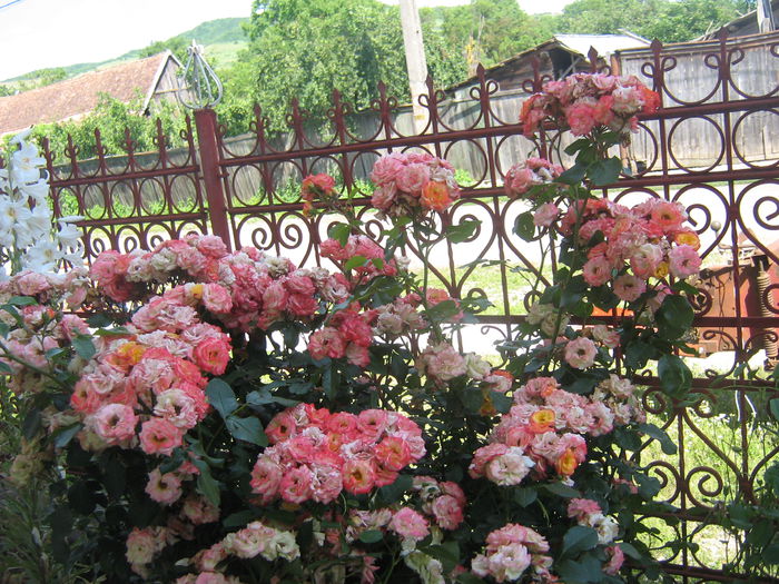 trandafiri - Trandafiri in gradina mea