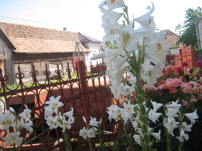 lilium candidum - lilium candidum