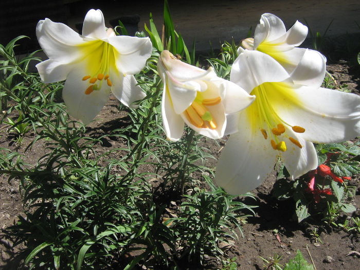 lilium regal 010 - lilium regale