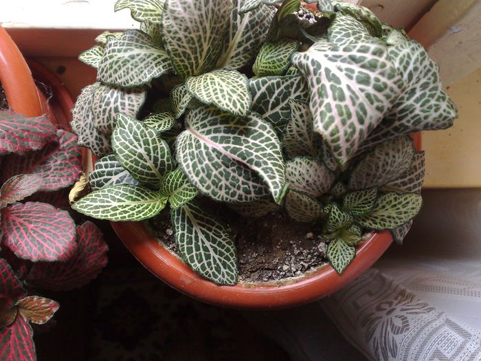 fittonia - B FLORI 2014