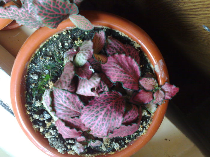 fittonia